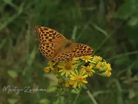 Keizersmantel [Argynnis paphia] - Tenella plas Oostvoorne (5jul2026)